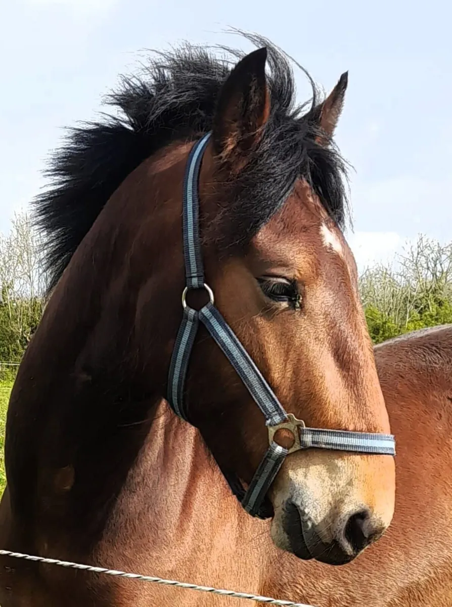 Cob 🐴 for sale. - Image 3