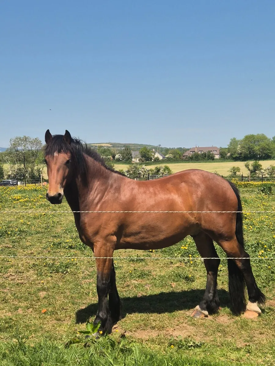Cob 🐴 for sale. - Image 2