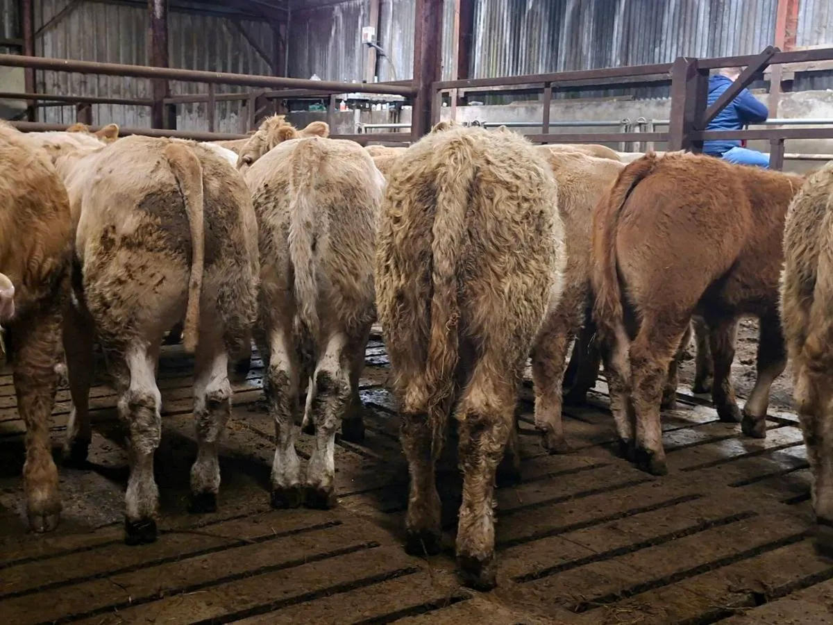 21 Super Charlaois bull Weanlings - Image 3
