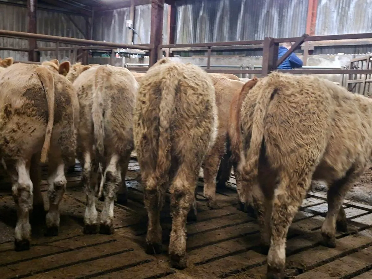 21 Super Charlaois bull Weanlings - Image 4