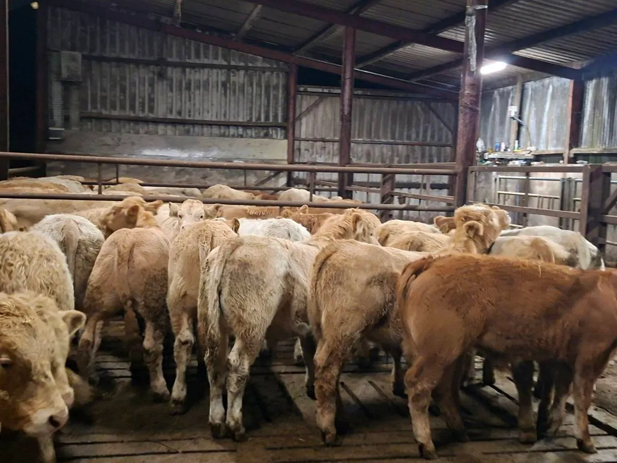 21 Super Charlaois bull Weanlings - Image 2