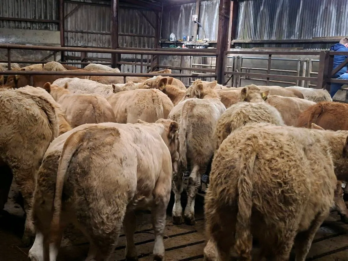 21 Super Charlaois bull Weanlings - Image 1