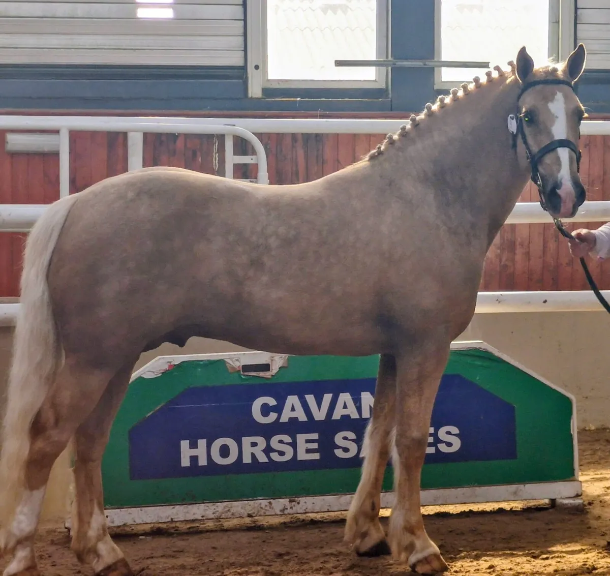 Cremello filly - Image 2