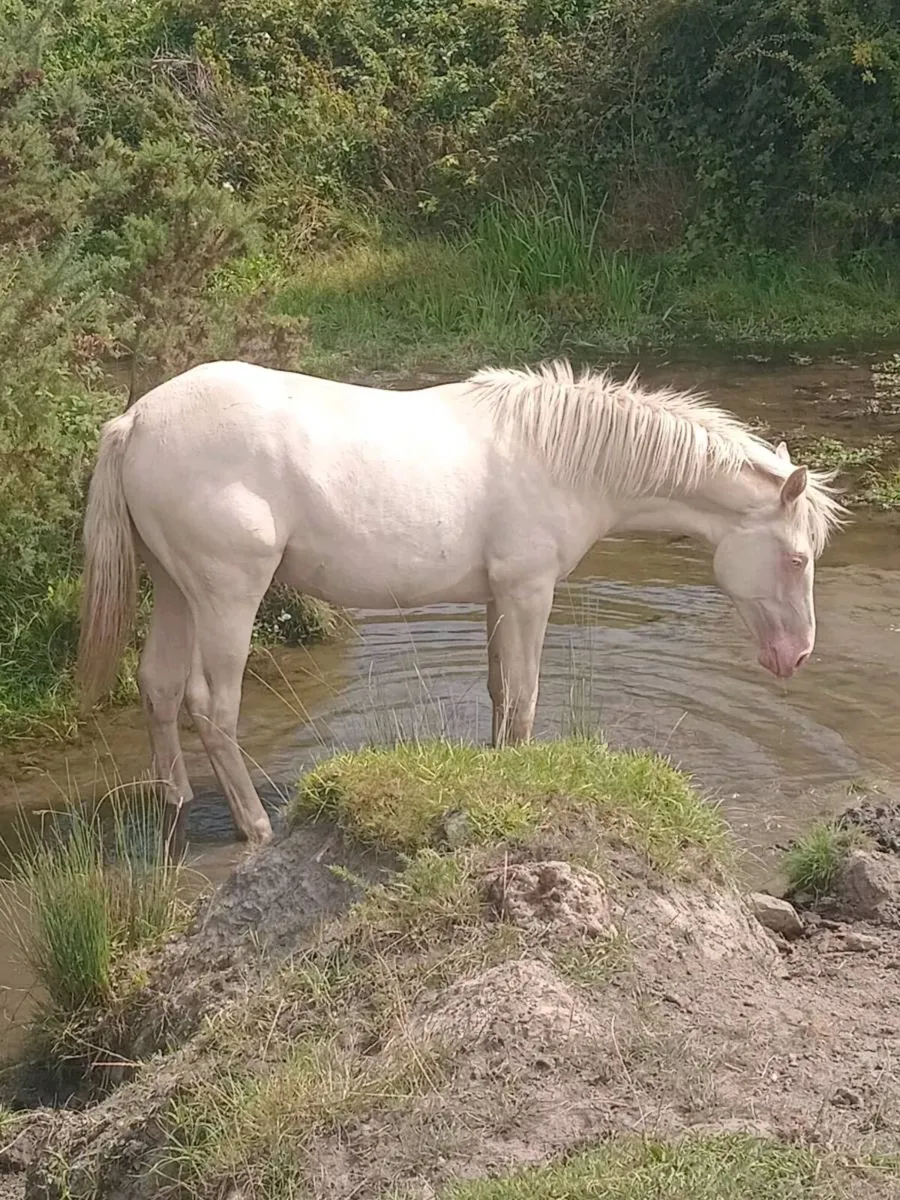 Cremello filly - Image 1
