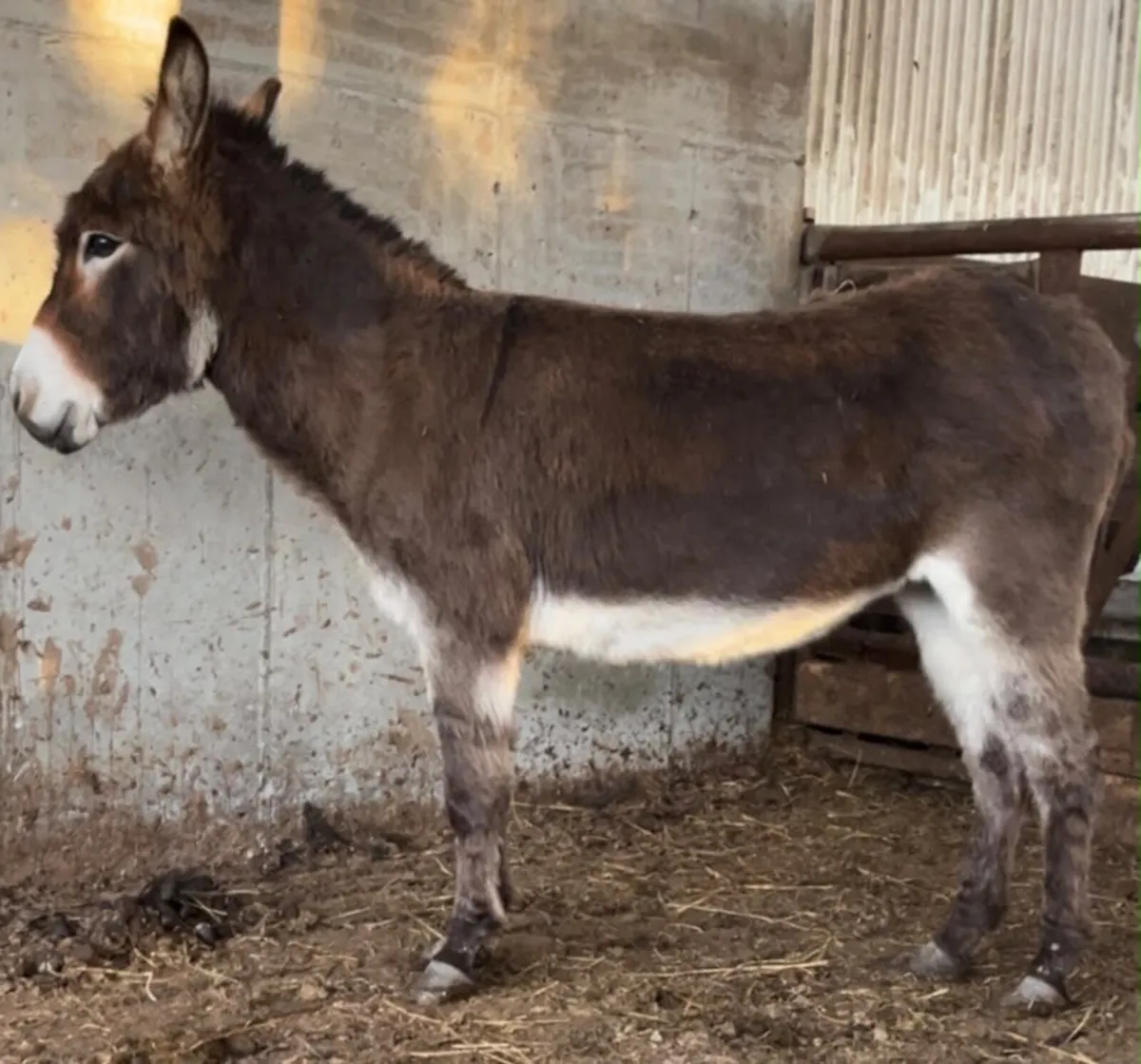 Donkey - Image 1