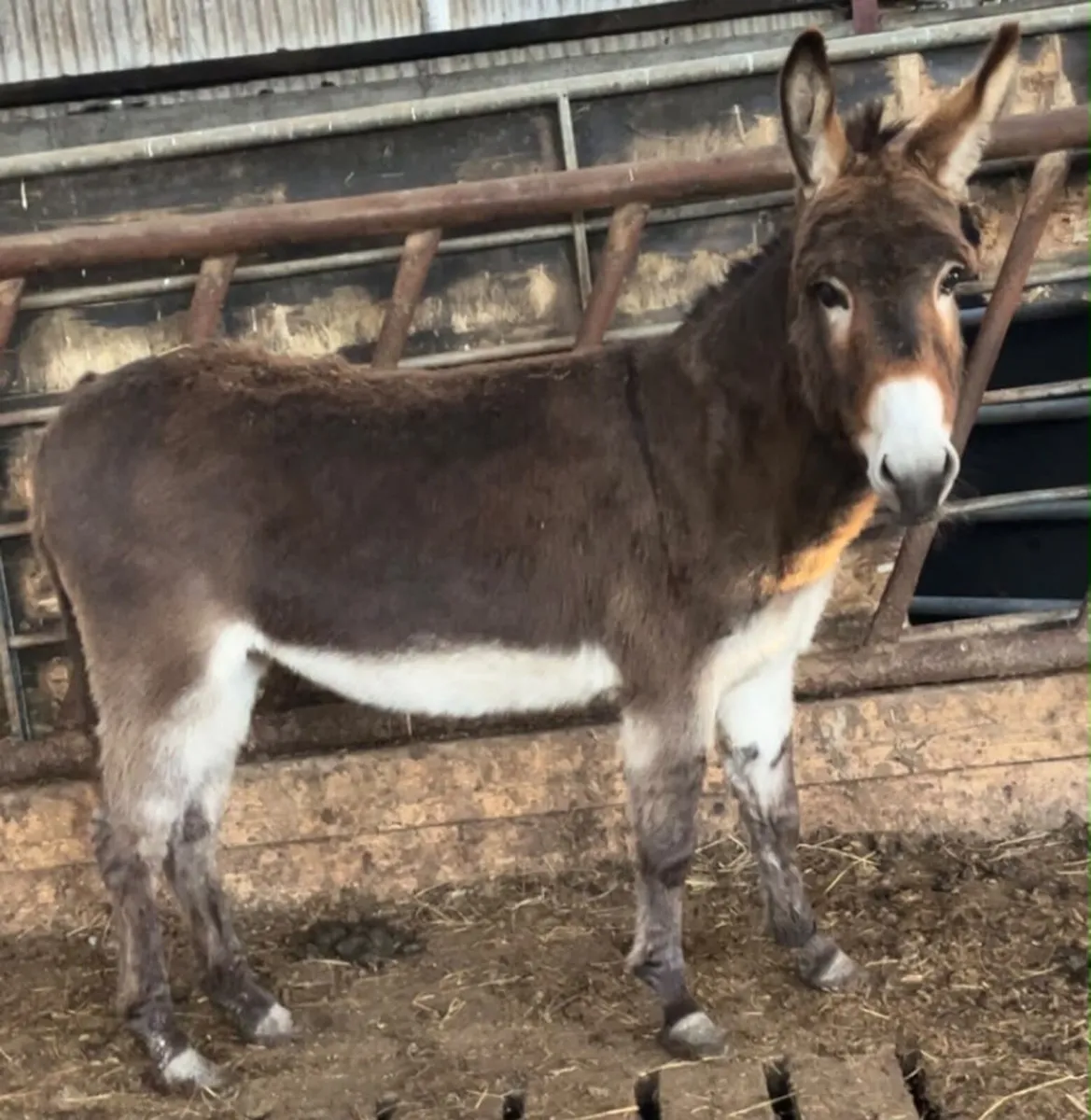 Donkey - Image 2
