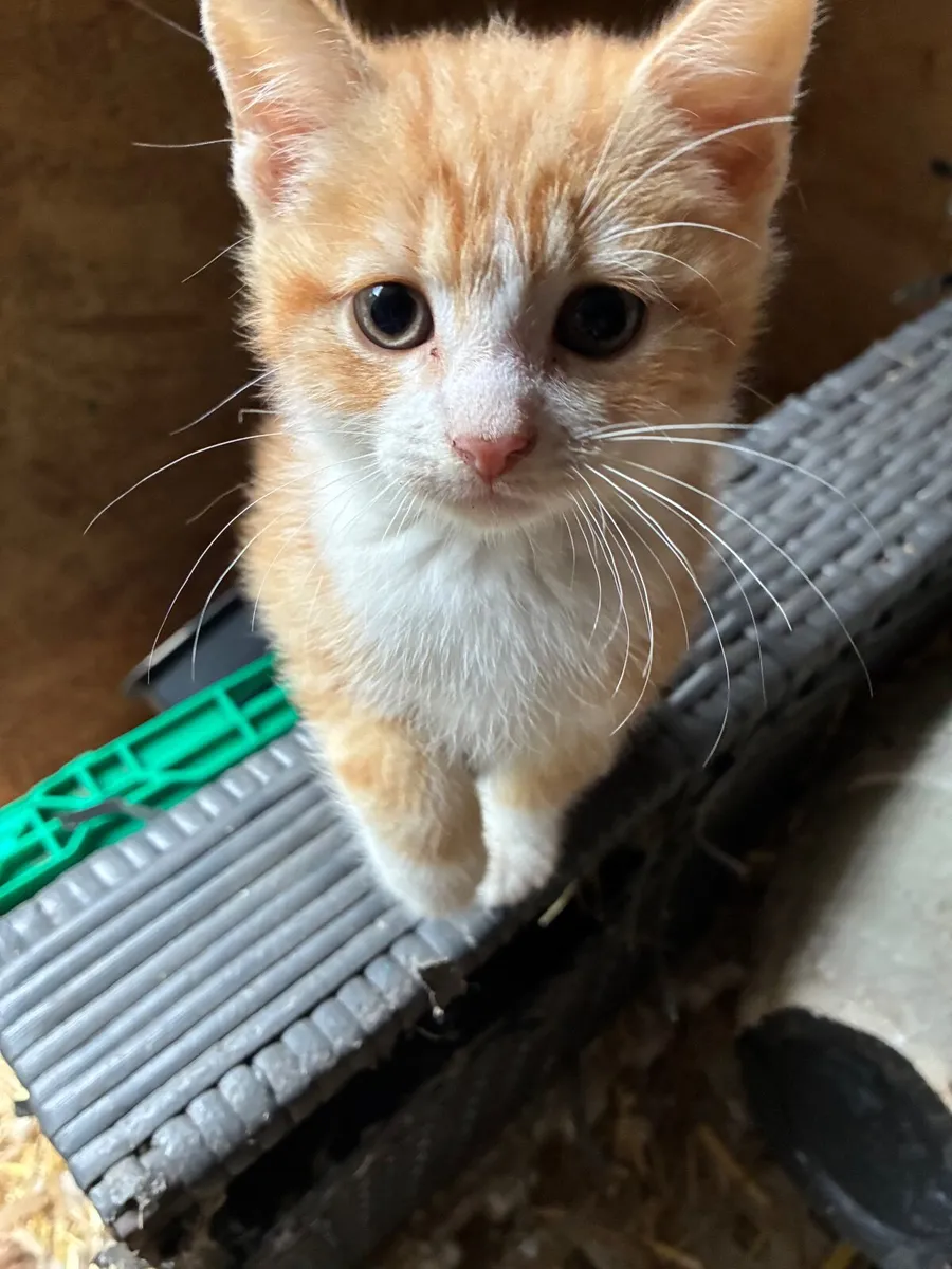 Gorgeous funny friendly kittens - Image 2