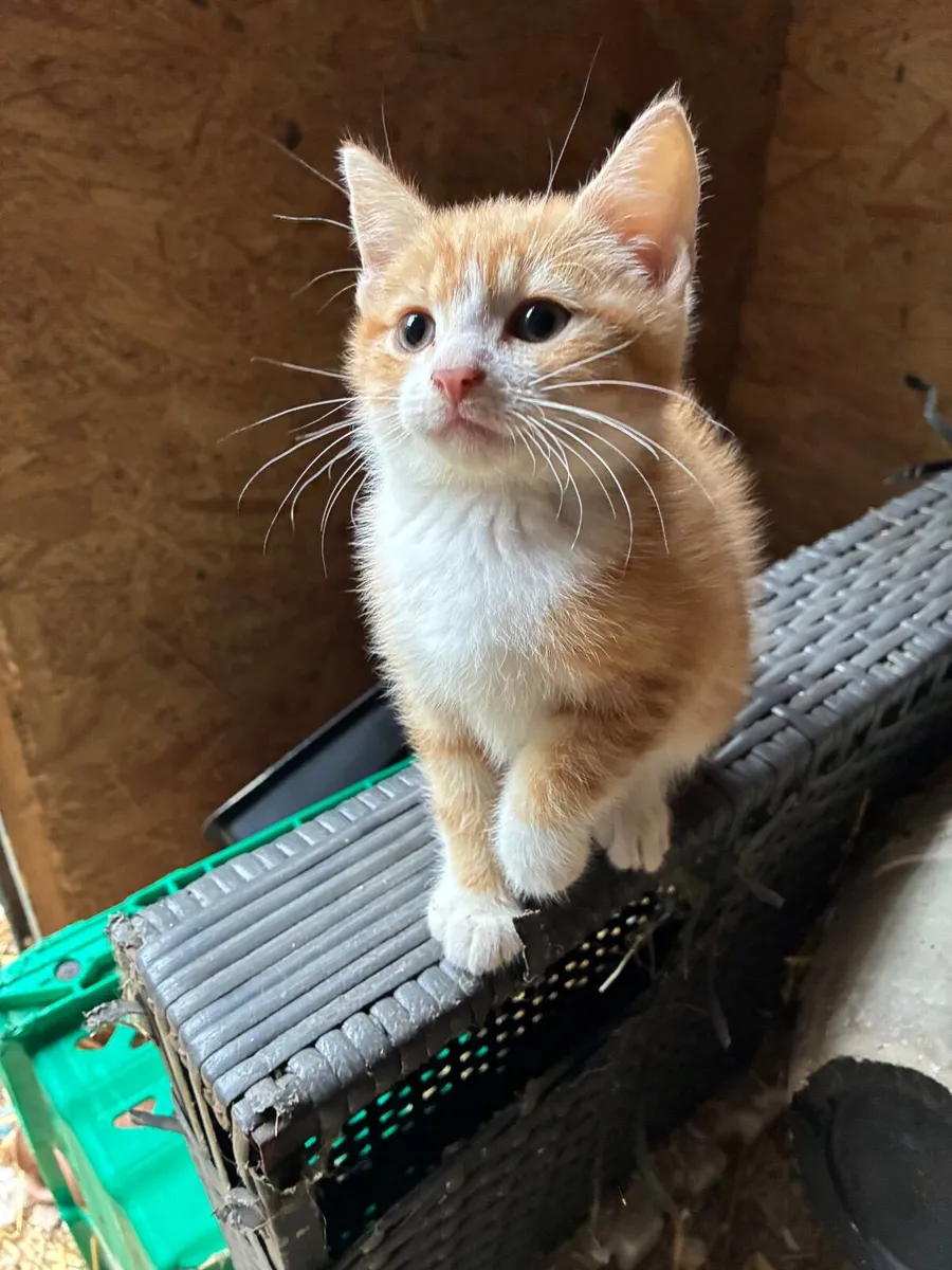 Gorgeous funny friendly kittens - Image 3
