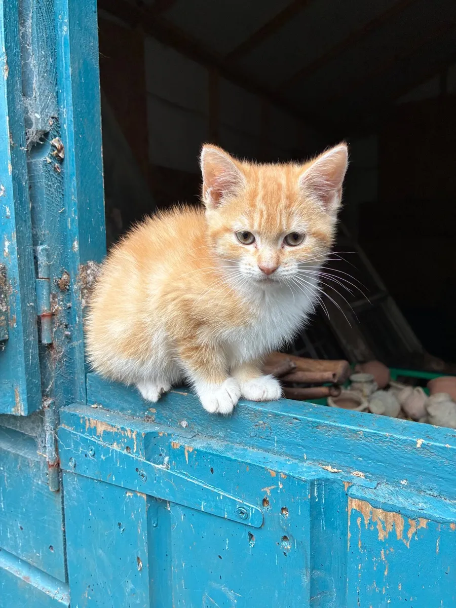 Gorgeous funny friendly kittens - Image 4