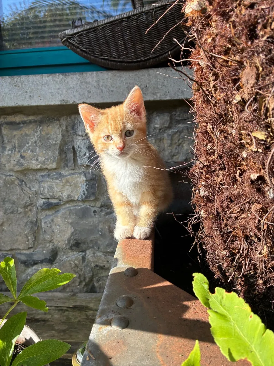 Gorgeous funny friendly kittens - Image 1
