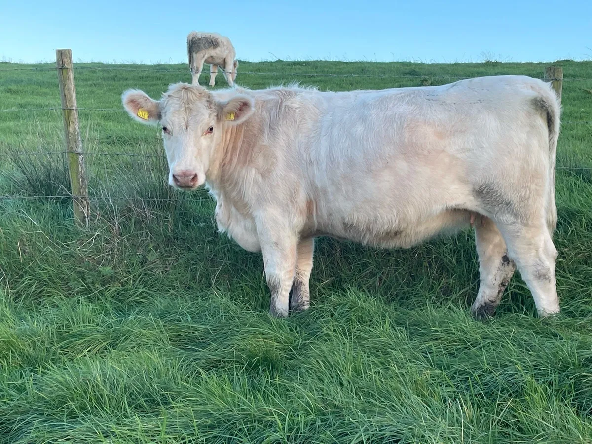 Pedigree Beef Shorthorn in calf heifers - Image 1