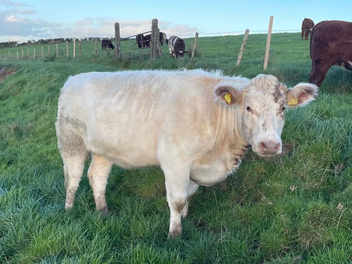 Pedigree Beef Shorthorn in calf heifers - Image 2