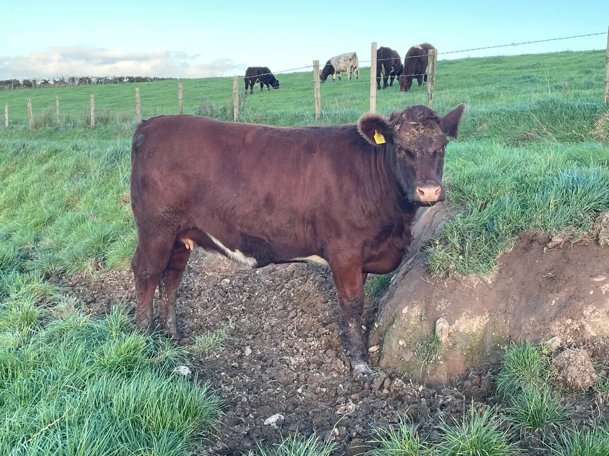 Pedigree Beef Shorthorn in calf heifers - Image 3