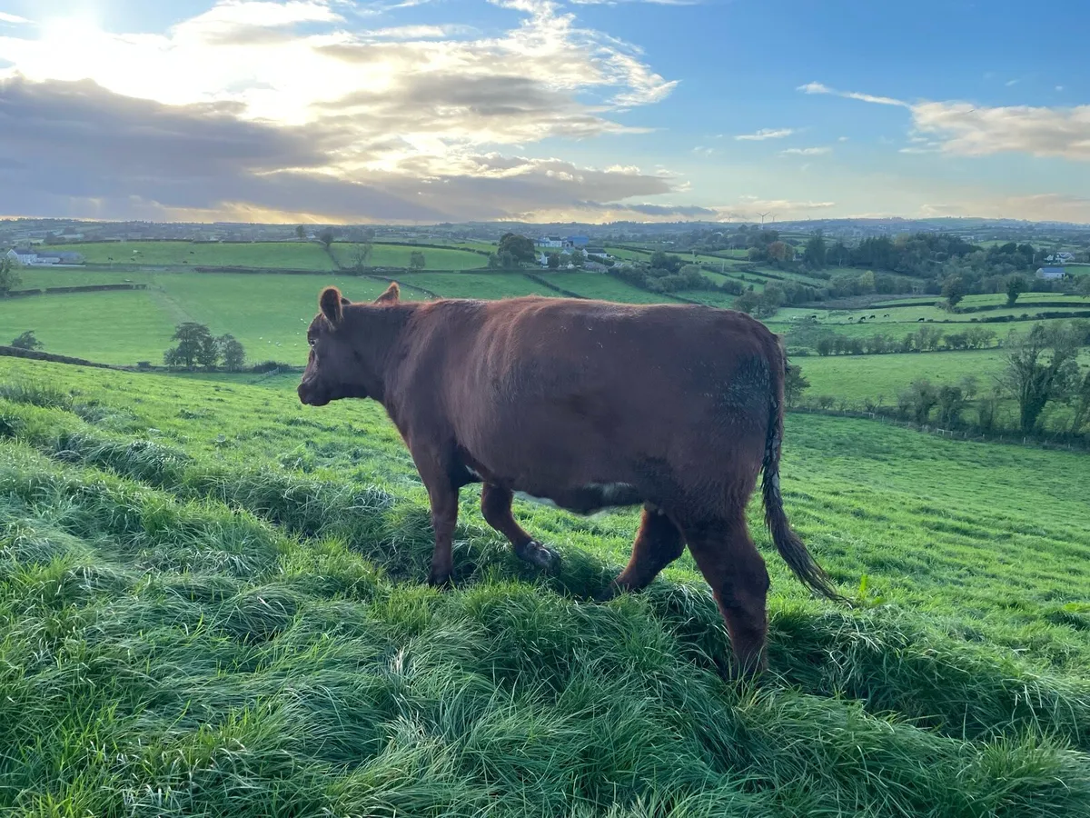 Pedigree Beef Shorthorn in calf heifers - Image 4