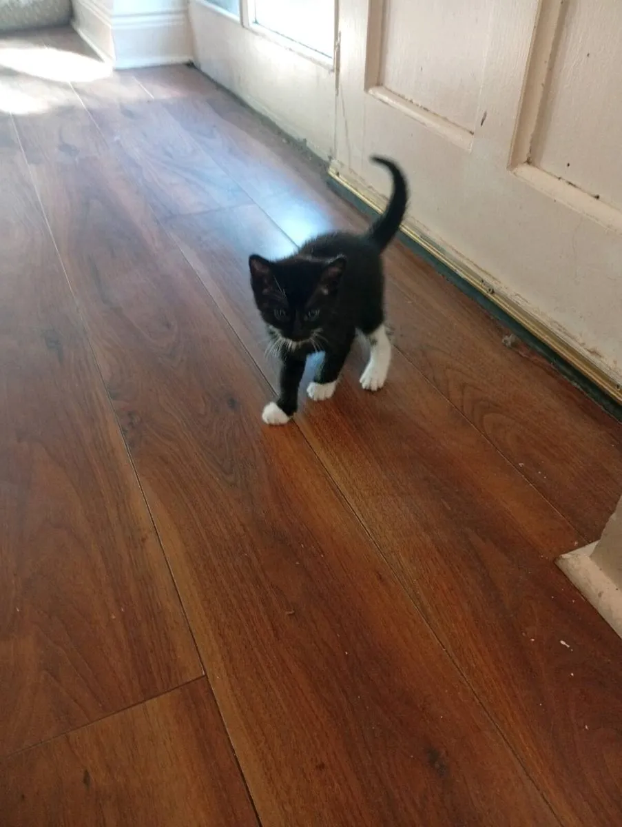 Kittens - Image 4