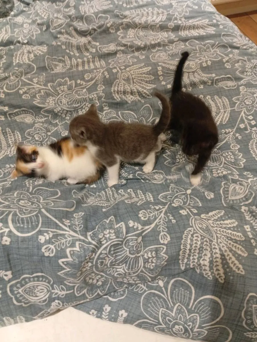 Kittens - Image 1