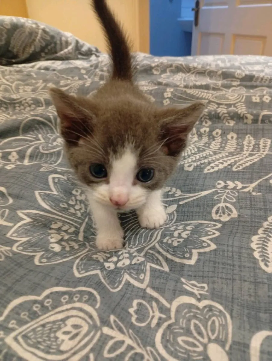Kittens - Image 2