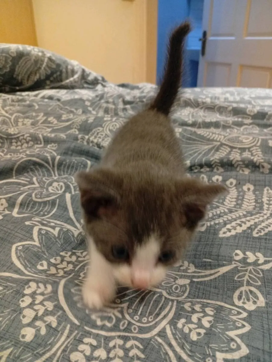 Kittens - Image 3