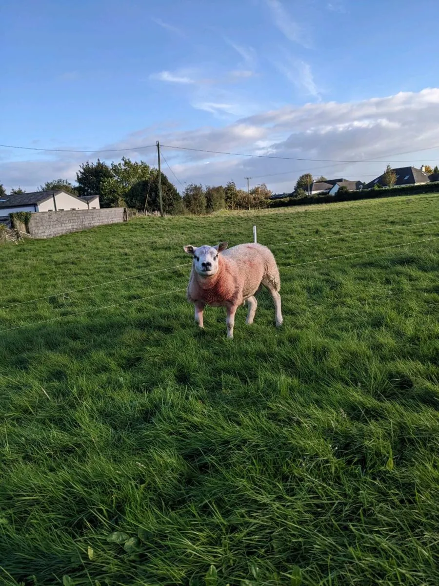 Texel Ram Lambs, Big,  Long  and Strong . - Image 2