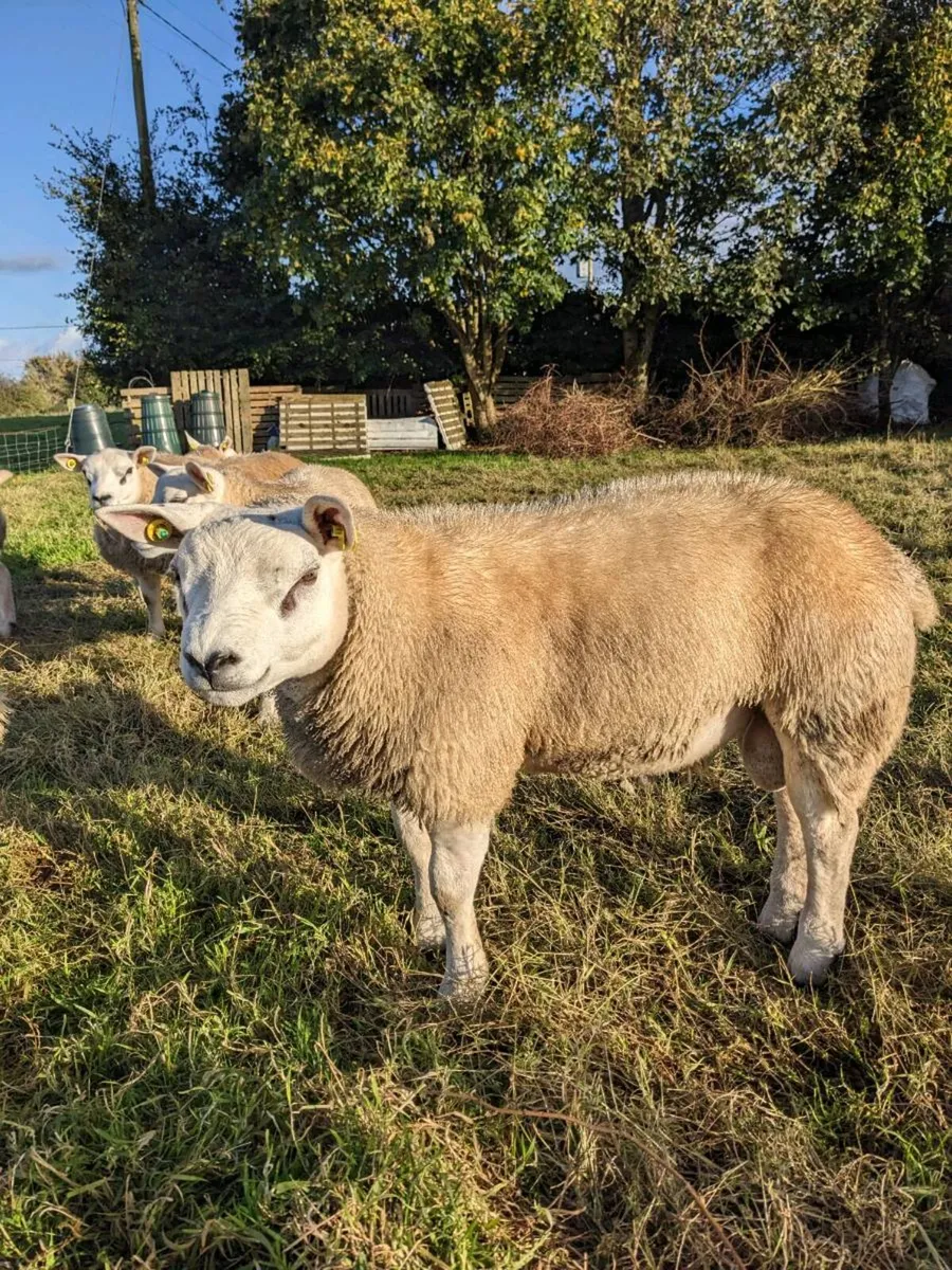Texel Ram Lambs, Big,  Long  and Strong . - Image 3
