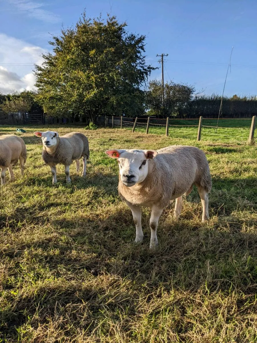 Texel Ram Lambs, Big,  Long  and Strong . - Image 4