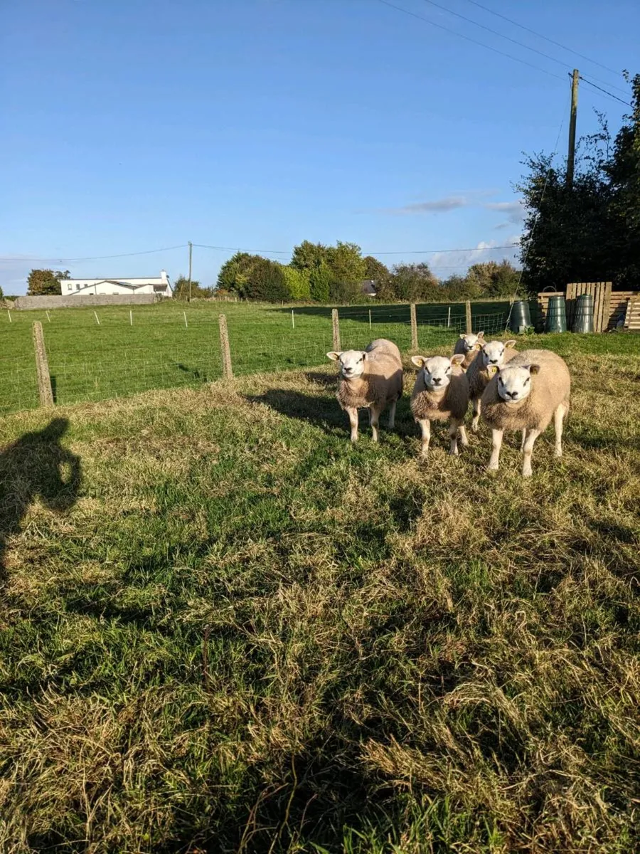 Texel Ram Lambs, Big,  Long  and Strong . - Image 1