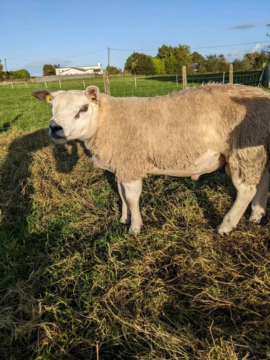 Texel Ram Lambs, Big,  Long  and Strong . - Image 3