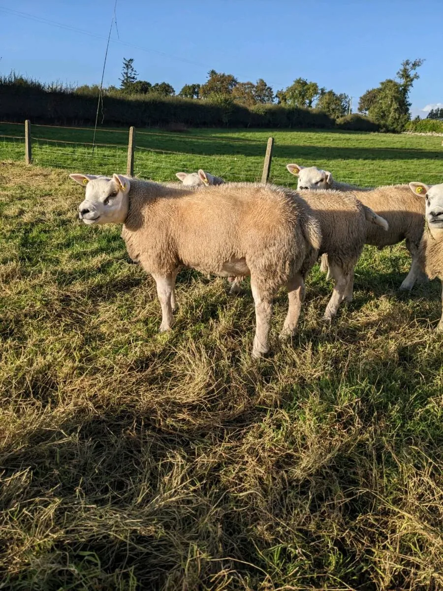 Texel Ram Lambs, Big,  Long  and Strong . - Image 1