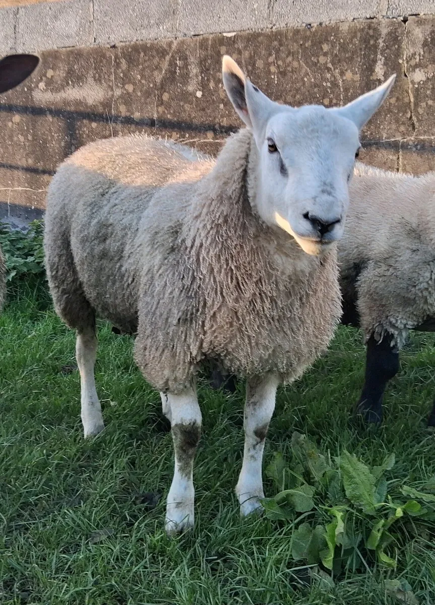 Suffolk and Aberfield Rams - Image 1