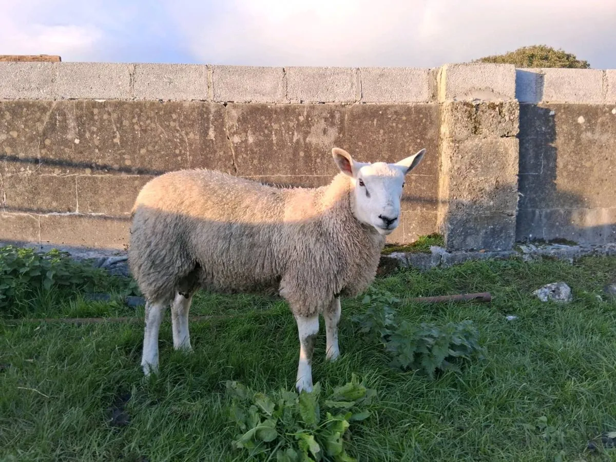 Suffolk and Aberfield Rams - Image 2