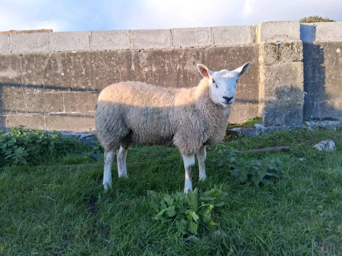 Suffolk and Aberfield Rams - Image 3
