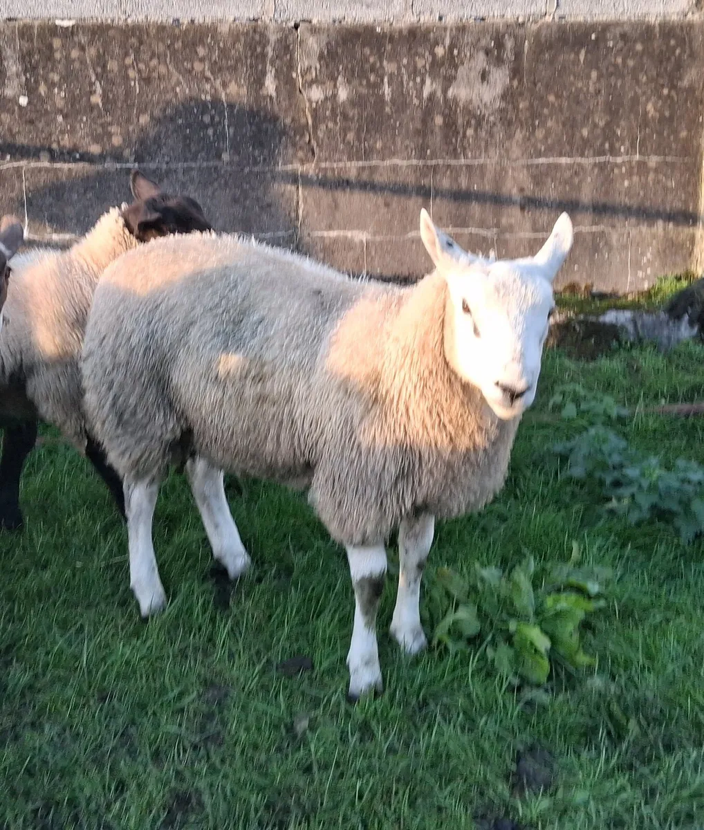 Suffolk and Aberfield Rams - Image 4