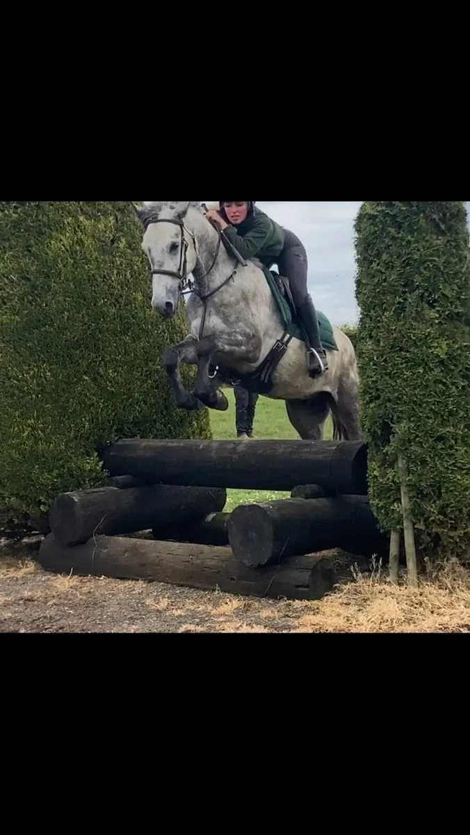 4yr old Connemara gelding 15hh - Image 1