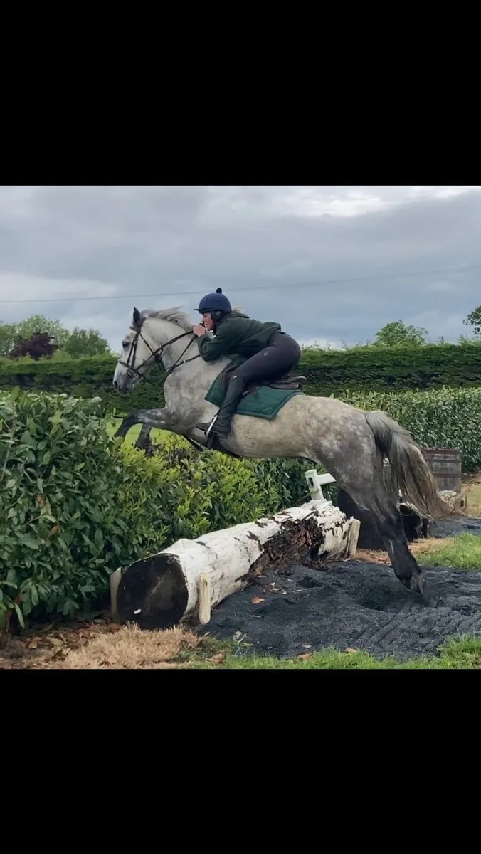 4yr old Connemara gelding 15hh - Image 2