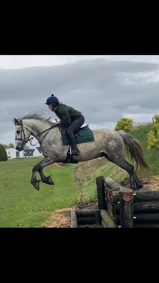 4yr old Connemara gelding 15hh - Image 3