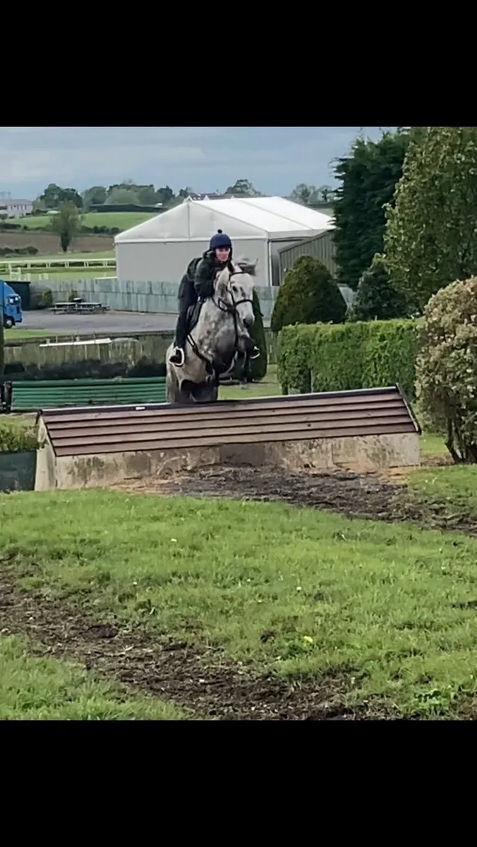 4yr old Connemara gelding 15hh - Image 4
