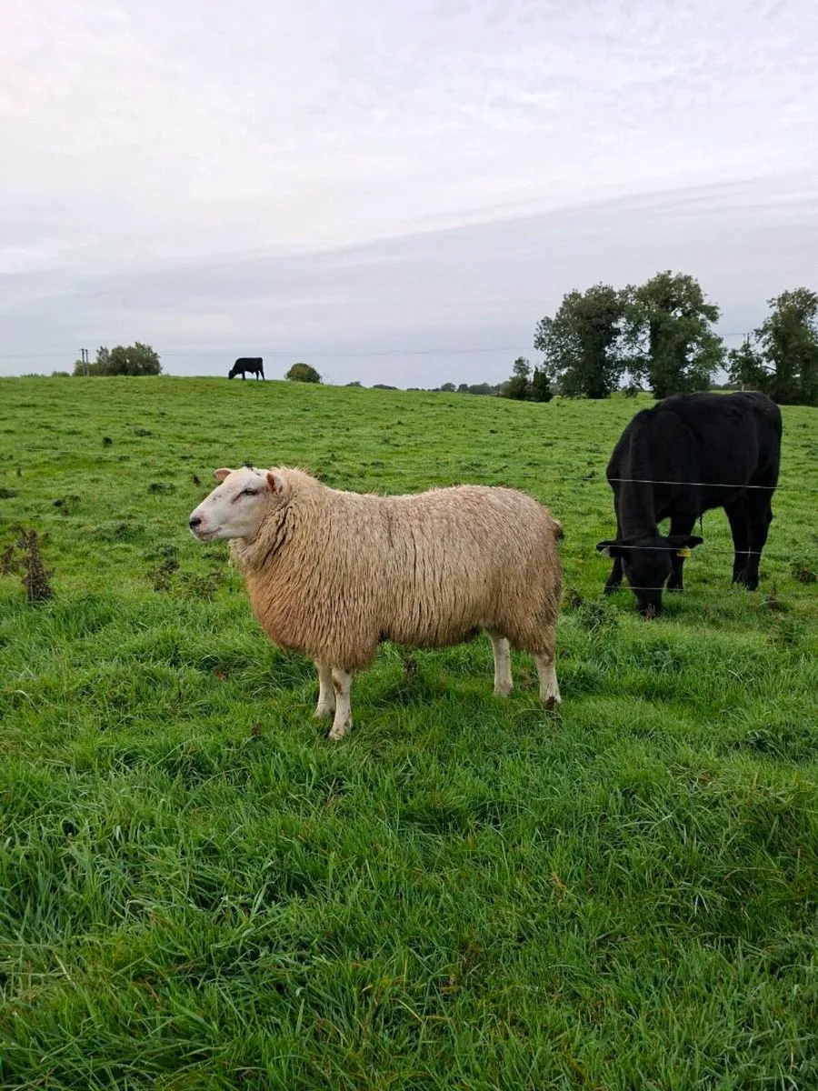 Belclare Ram Lamb for Sale - Image 1