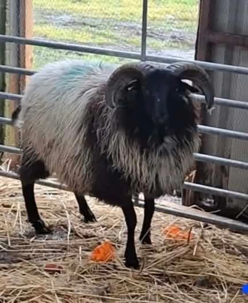 Keel Sheep Show 2026 - Image 4