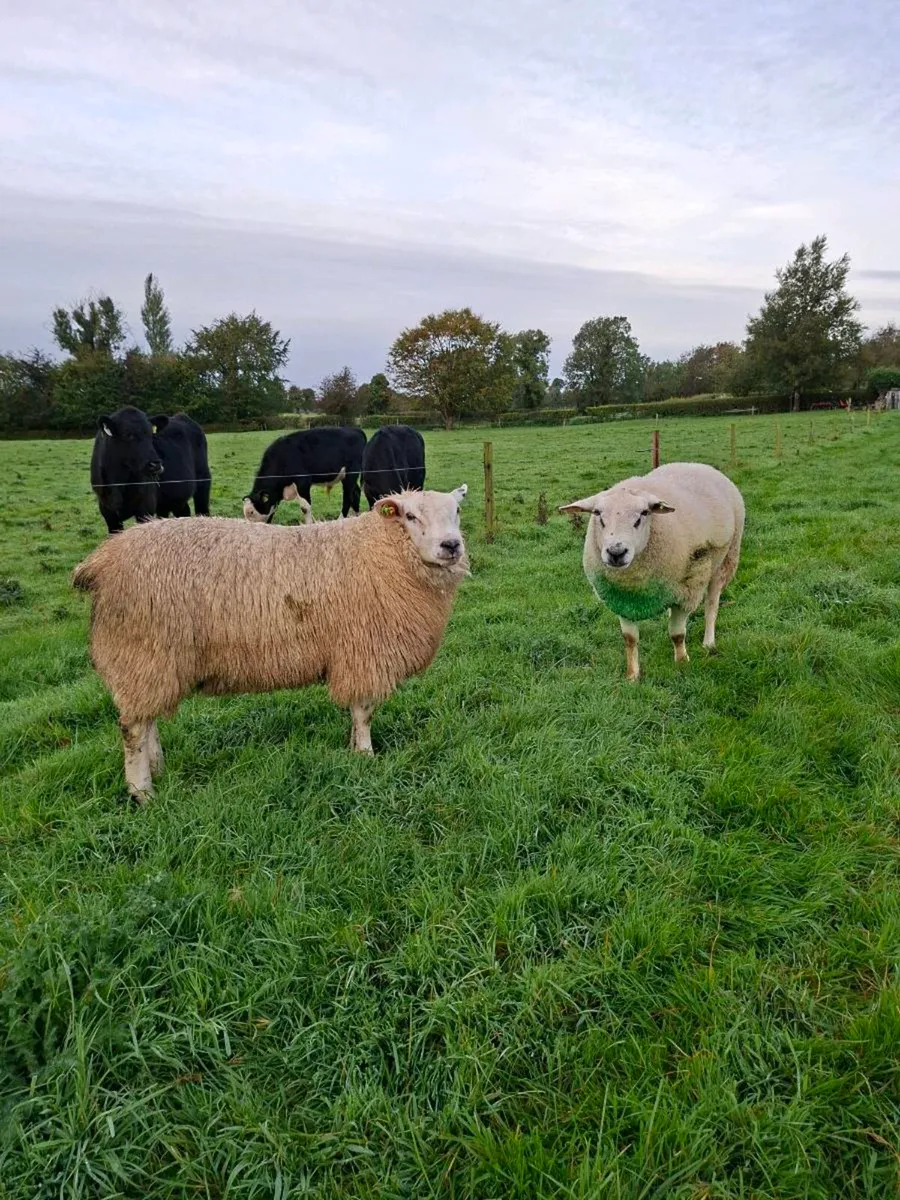 Belclare Ram Lamb for Sale - Image 2