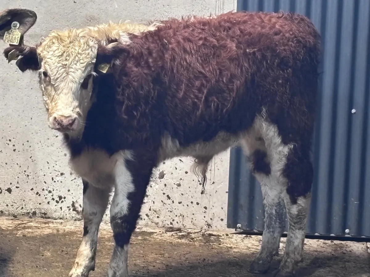 5 suckler bred bull Weanlings for sale @€1150 - Image 1