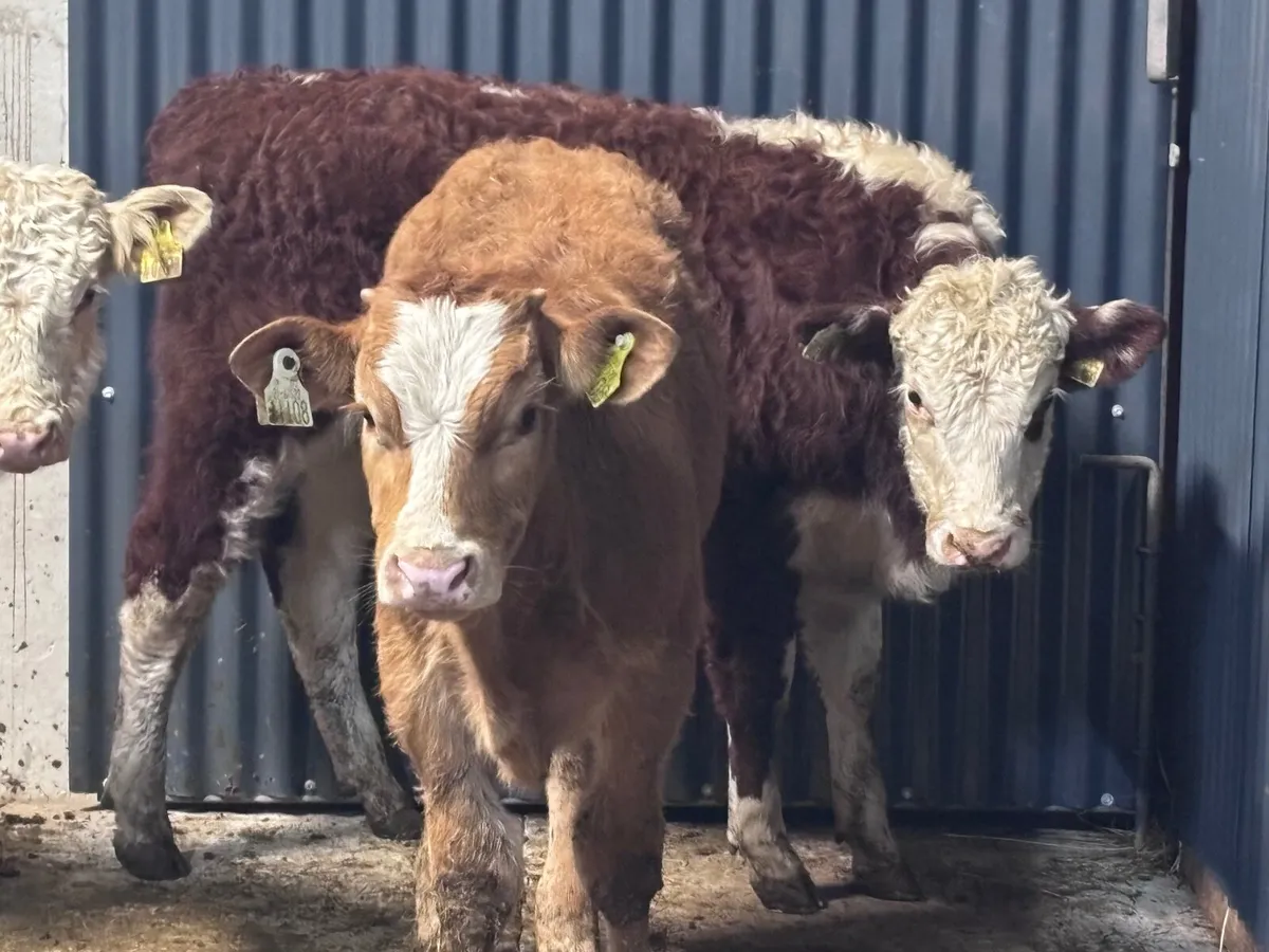 5 suckler bred bull Weanlings for sale @€1150 - Image 2