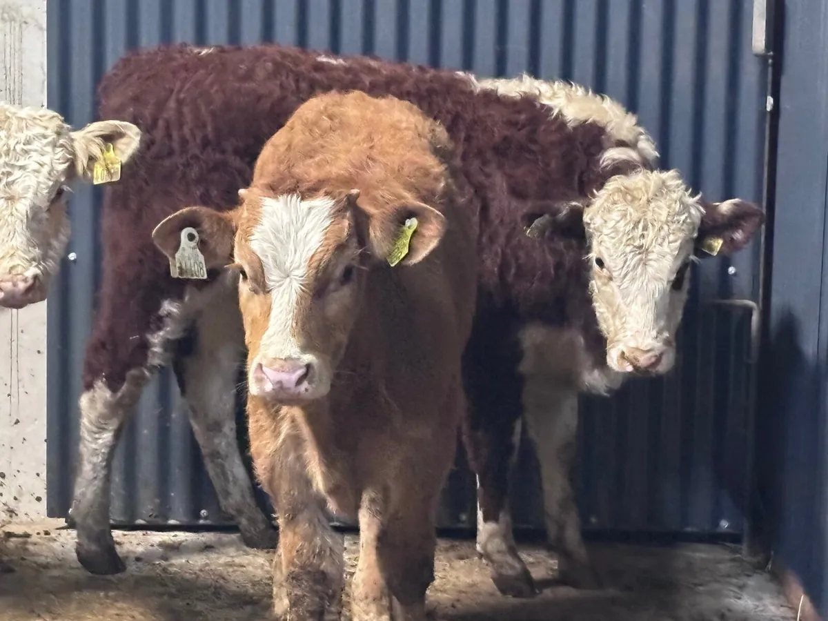 5 suckler bred bull Weanlings for sale @€1150 - Image 3