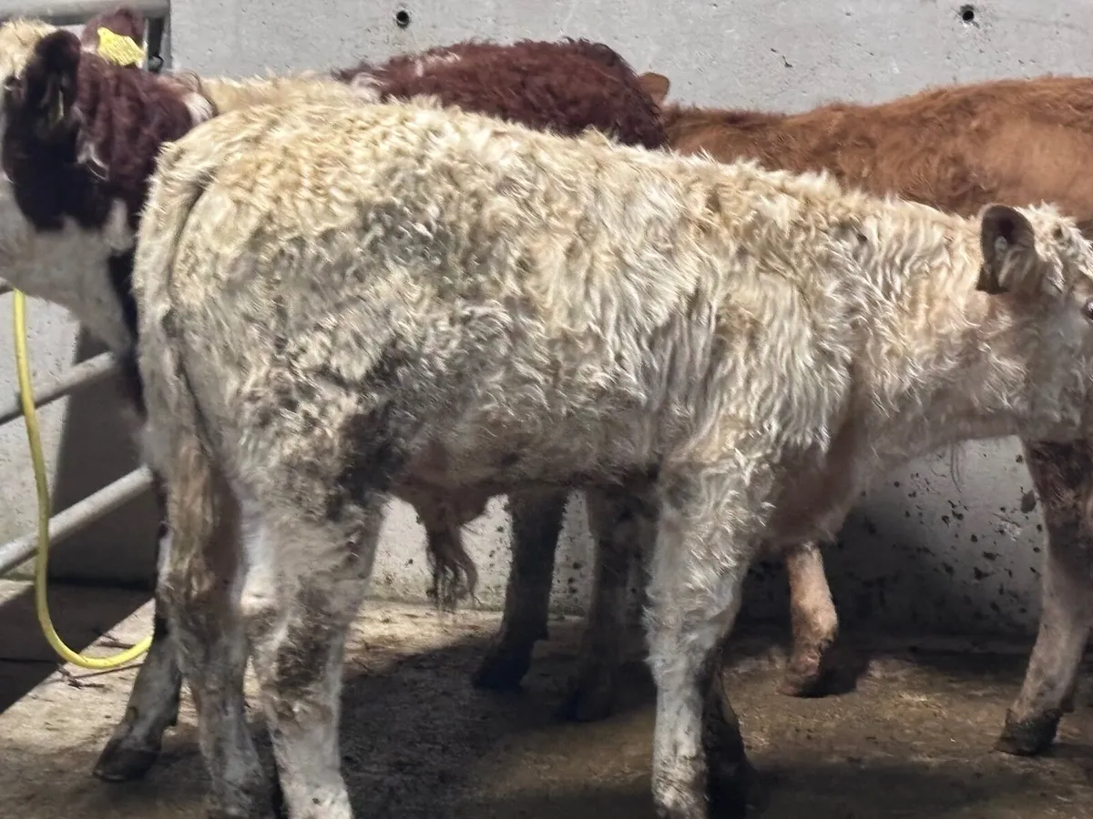 5 suckler bred bull Weanlings for sale @€1150 - Image 4