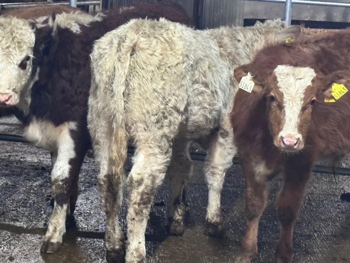 7 suckler bred bull Weanlings for sale @€1135 - Image 2