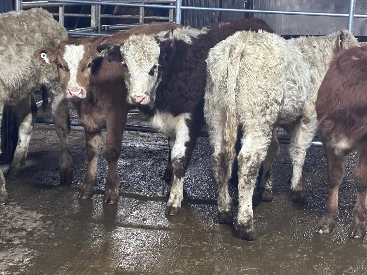 7 suckler bred bull Weanlings for sale @€1135 - Image 3