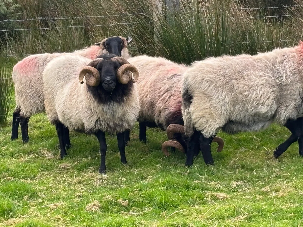 Blackface mountain Rams - Image 1