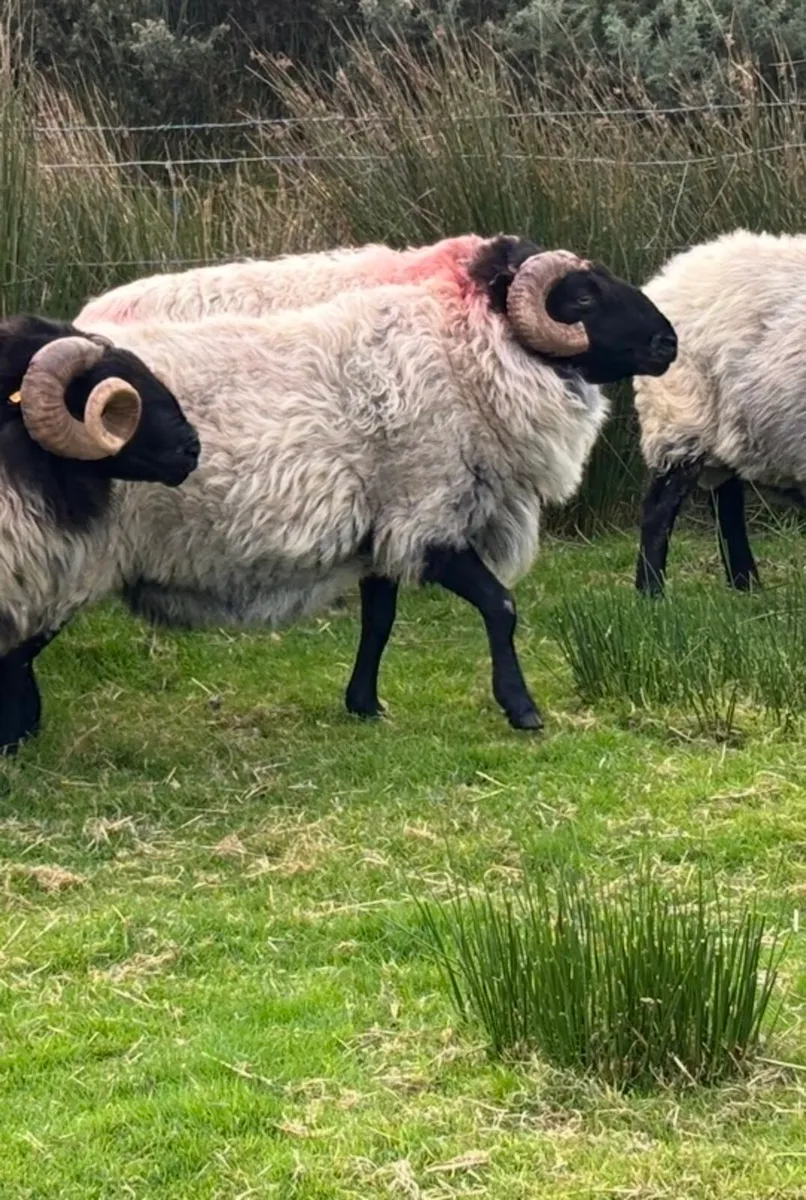 Blackface mountain Rams - Image 2