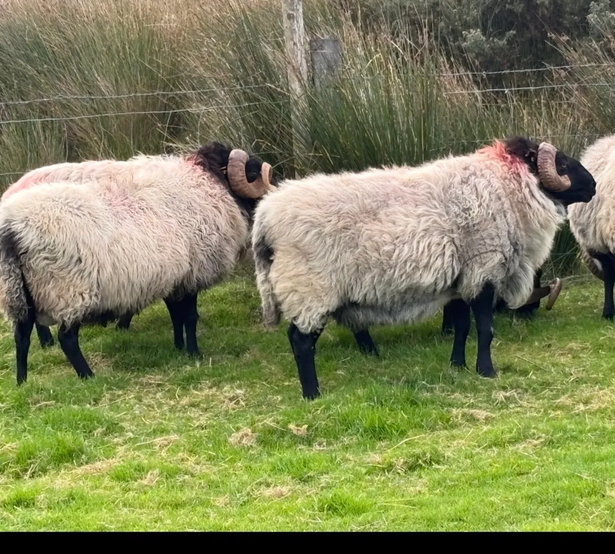 Blackface mountain Rams - Image 3