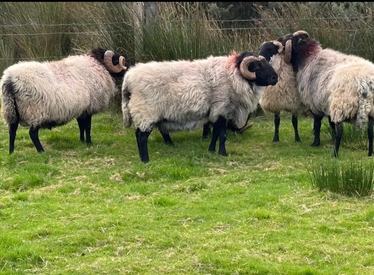 Blackface mountain Rams - Image 4