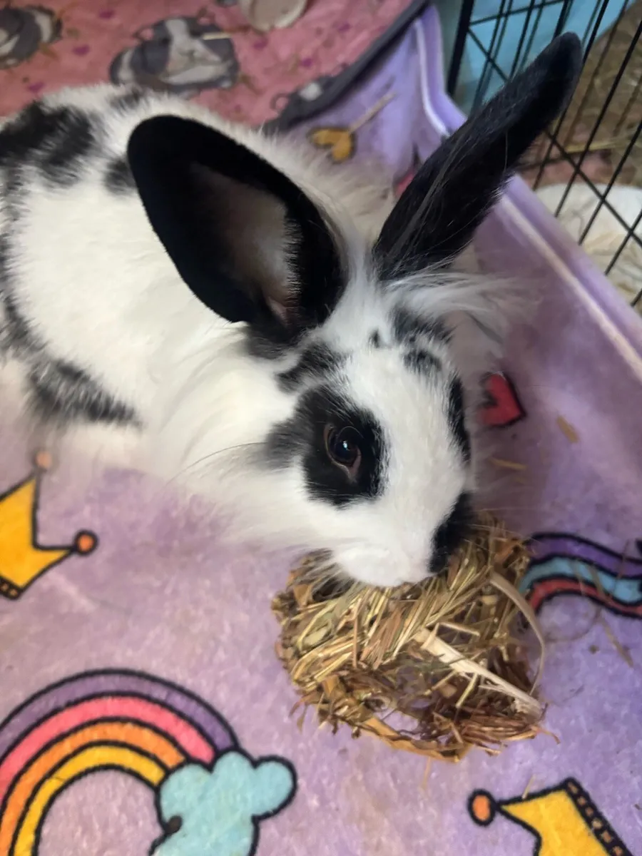 Female Bunny + Full Setup - Image 1